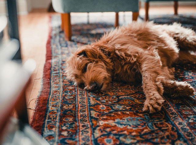 dog-dirty-ornate-rug